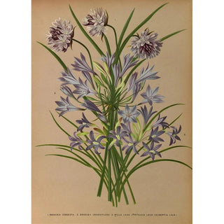 Arentina Hendrica Arendsen - LBrodiea Congesta 2Brodiea Grandlflora 3 Milla Laxa Triteleia Laxa Seubertia Laxa.webp