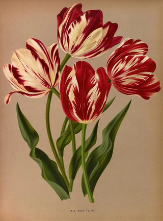 Arentina Hendrica Arendsen - Late Rose Tulips.webp