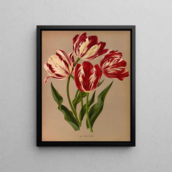 Tulipes roses tardives - Arentina Hendrica Arendsen — inramlat konstverk på väggen