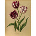 Tulipes tardives - Arentina Hendrica Arendsen — vy av konstverket