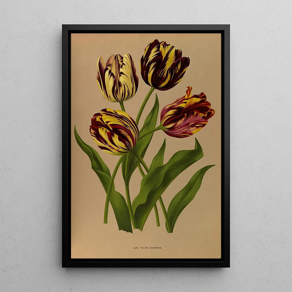 Reproduktion av målningen Tulipes tardives bizarres - Arentina Hendrica Arendsen