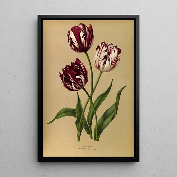 Tulipes tardives - Arentina Hendrica Arendsen — inramlat konstverk på väggen