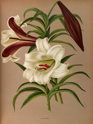 Arentina Hendrica Arendsen - Lilium Brownii.webp