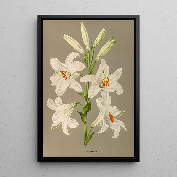 Lys candidum - Arentina Hendrica Arendsen — inramlat konstverk på väggen