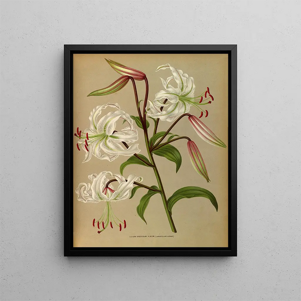 Lilium speciosum album, lancifolium album - Arentina Hendrica Arendsen — inramlat konstverk på väggen