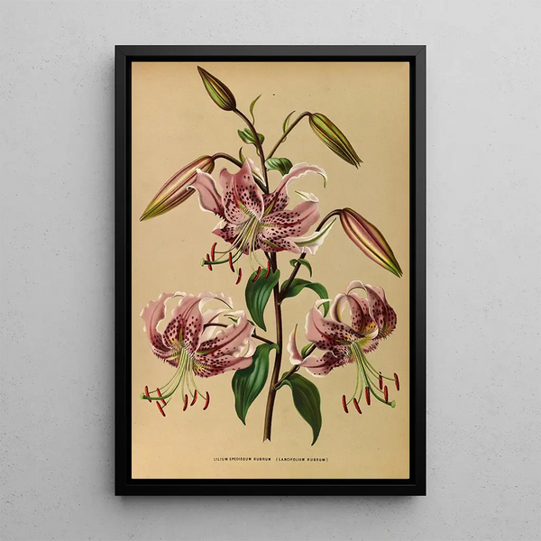 Lys speciosum rubrum - Arentina Hendrica Arendsen — inramlat konstverk på väggen