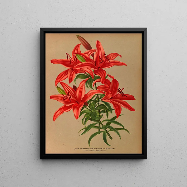 Lilium thunbergianum venustum - Arentina Hendrica Arendsen — inramlat konstverk på väggen