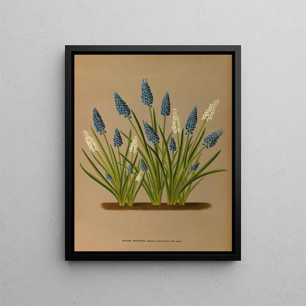 Muscari botryoides Muscari botryoides Var Alba - Arentina Hendrica Arendsen — inramlat konstverk på väggen