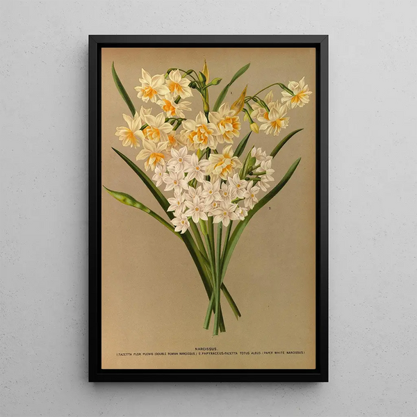 Reproduktion av målningen Narcisse 2 - Arentina Hendrica Arendsen