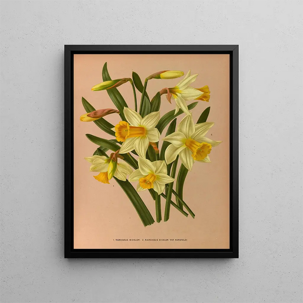 Narcisse bicolore 2 Narcisse bicolore Var Horsfieldi - Arentina Hendrica Arendsen — inramlat konstverk på väggen