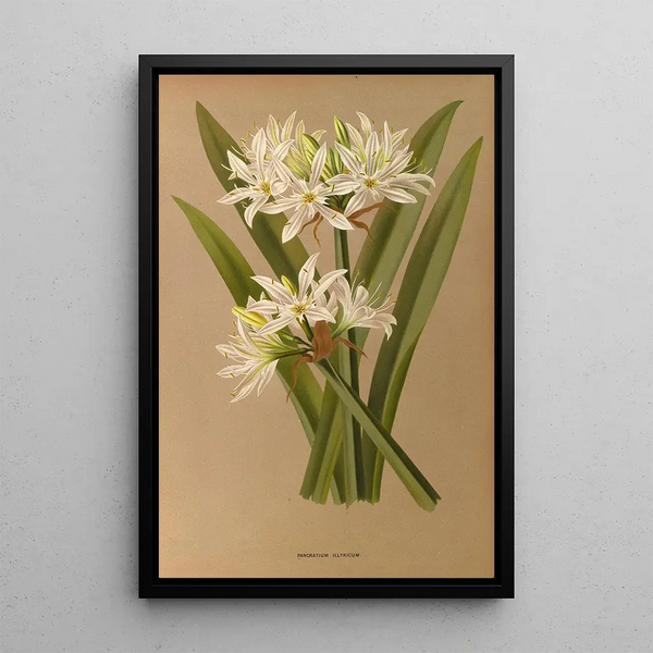 Reproduktion av målningen Pancratium illyricum - Arentina Hendrica Arendsen