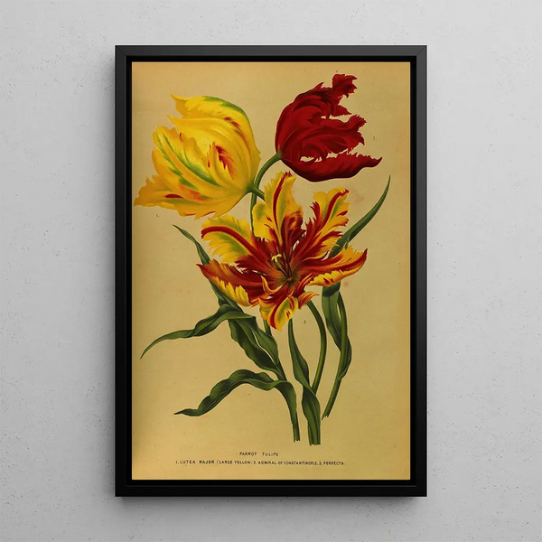 Reproduktion av målningen Tulipes perroquet - Arentina Hendrica Arendsen