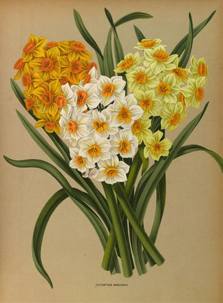 Arentina Hendrica Arendsen - Polyanthus Narcissus.webp