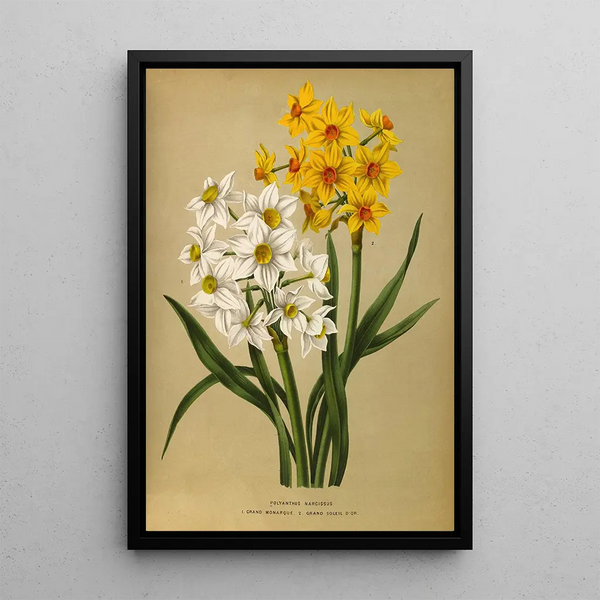 Narcisse polyanthus Grand Monarque Grand Soleil d'Or - Arentina Hendrica Arendsen — inramlat konstverk på väggen