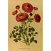 renoncule turban grandiflora - Arentina Hendrica Arendsen — vy av konstverket