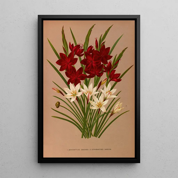 Schizostylis coccinea Zephyranthes candida - Arentina Hendrica Arendsen — inramlat konstverk på väggen