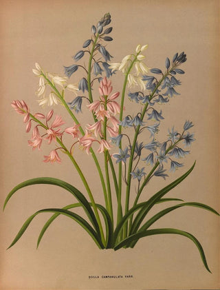 Arentina Hendrica Arendsen - Scilla Campanulata Varr.webp