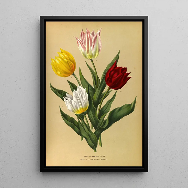 Reproduktion av målningen Tulipes simples Duc Van Tholl - Arentina Hendrica Arendsen