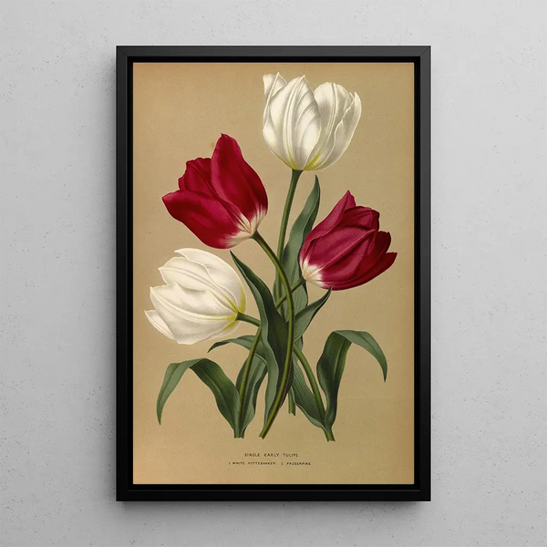 Reproduktion av målningen Tulipes simples précoces White Pottebakker Proserpine - Arentina Hendrica Arendsen