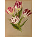Tulipes simples précoces 2 - Arentina Hendrica Arendsen — vy av konstverket