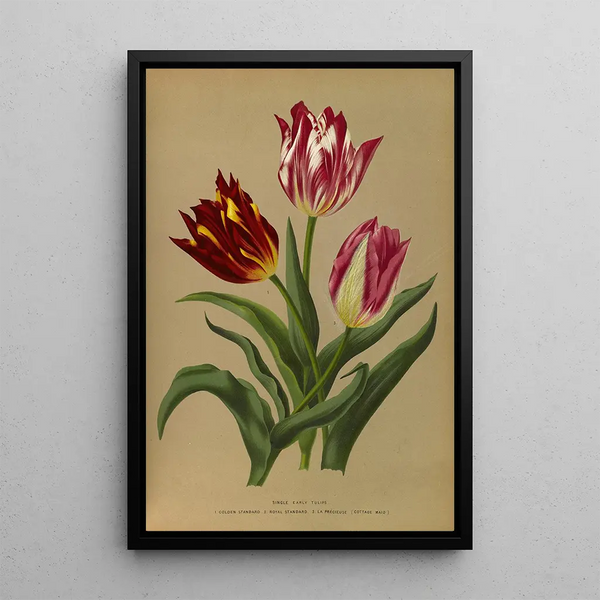 Reproduktion av målningen Tulipes simples précoces 3 - Arentina Hendrica Arendsen