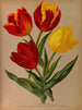 Tulipes précoces simples 4 - Arentina Hendrica Arendsen — vy av konstverket
