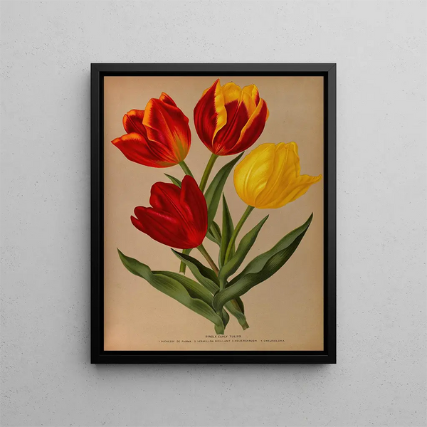 Tulipes précoces simples 4 - Arentina Hendrica Arendsen — inramlat konstverk på väggen