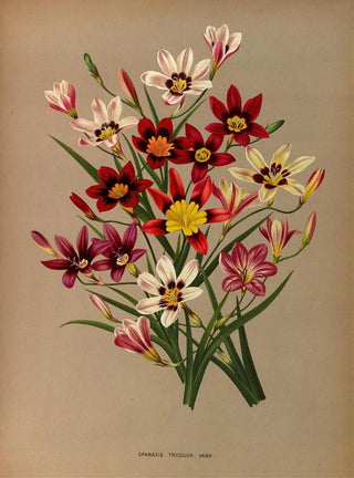 Arentina Hendrica Arendsen - Sparaxis Tricolor Varr.webp