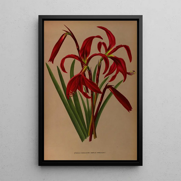 Reproduktion av målningen Sprekelia formosissima Amaryllis formosissima - Arentina Hendrica Arendsen