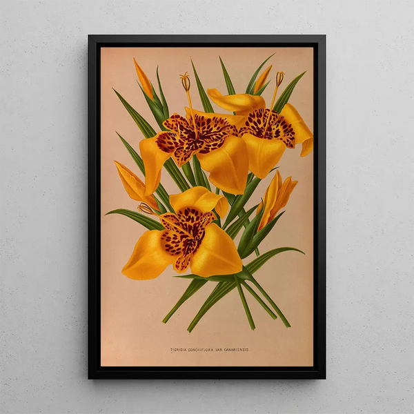 Tigridia conchiflora variété canariensis - Arentina Hendrica Arendsen — inramlat konstverk på väggen