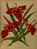 Tigridia pavonia Ferraria tigridia - Arentina Hendrica Arendsen — vy av konstverket