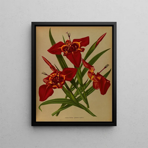 Tigridia pavonia Ferraria tigridia - Arentina Hendrica Arendsen — inramlat konstverk på väggen