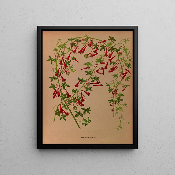 Tropaeolum pentaphyllum - Arentina Hendrica Arendsen — inramlat konstverk på väggen