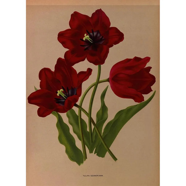 Tulipa gesneriana - Arentina Hendrica Arendsen — inramlat konstverk på väggen