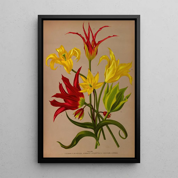 Tulipa - Arentina Hendrica Arendsen — inramlat konstverk på väggen