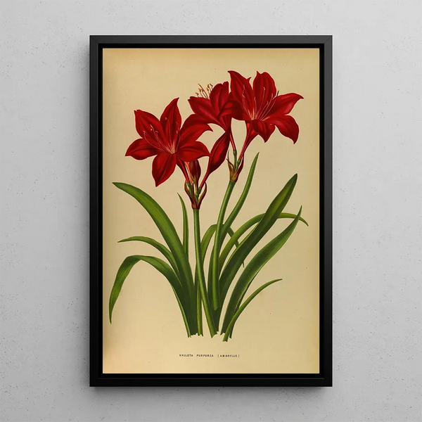 Reproduktion av målningen Vallota förlila amaryllis - Arentina Hendrica Arendsen