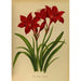 Reproduktion av målningen Vallota förlila amaryllis - Arentina Hendrica Arendsen