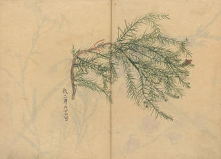 Ariyoshi Kondo - Sketchbook Pl003.webp