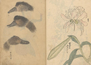 Ariyoshi Kondo - Sketchbook Pl014.webp