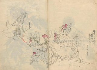 Ariyoshi Kondo - Sketchbook Pl042.webp
