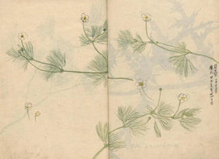 Ariyoshi Kondo - Sketchbook Pl079.webp