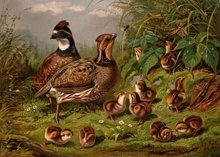 Arthur Fitzwilliam Tait - Quail.webp