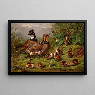 Arthur Fitzwilliam Tait - Quail.webp