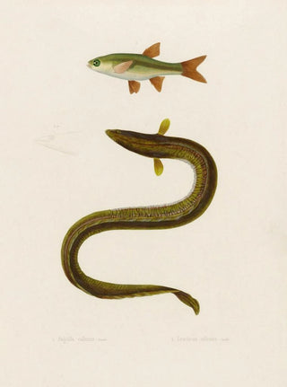 Arthus Bertrand - Anguilla Callensis Leuciscus Callensis.webp