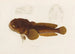 Batrachus algeriensis - Arthus Bertrand — vy av konstverket