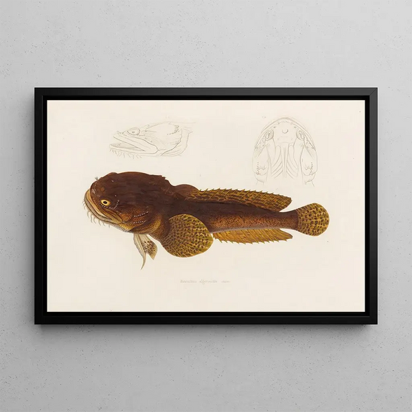 Arthus Bertrand - Batrachus Algeriensis.webp