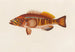 Serranus cabrilla - Arthus Bertrand — vy av konstverket