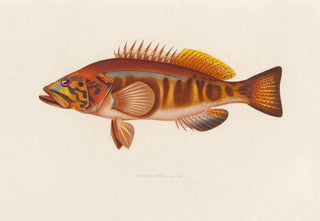 Arthus Bertrand - Serranus cabrilla.webp