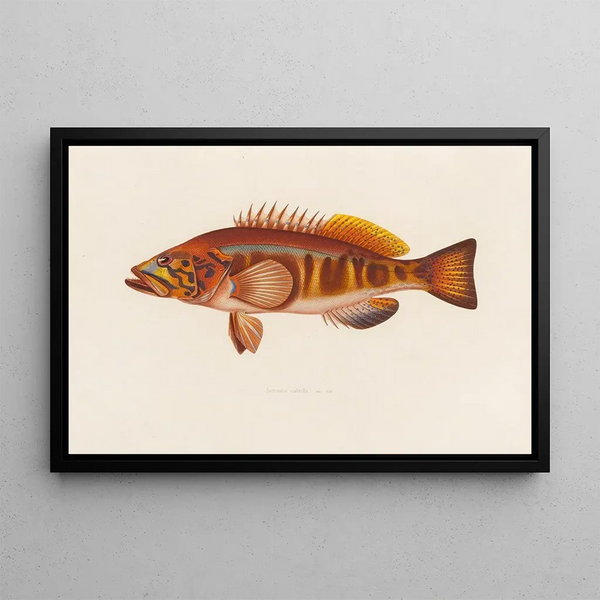 Arthus Bertrand - Serranus cabrilla.webp
