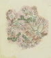 Studie av växter 3 - August Babberger — vy av konstverket